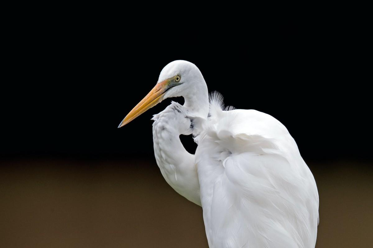great egret is one of the animals native to britain