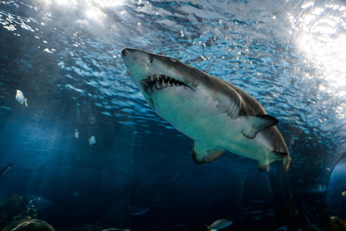 great white shark is one of the dangerous animals in britain