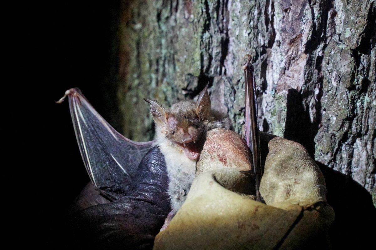greater mouse-eared bat is one of the andorra animals