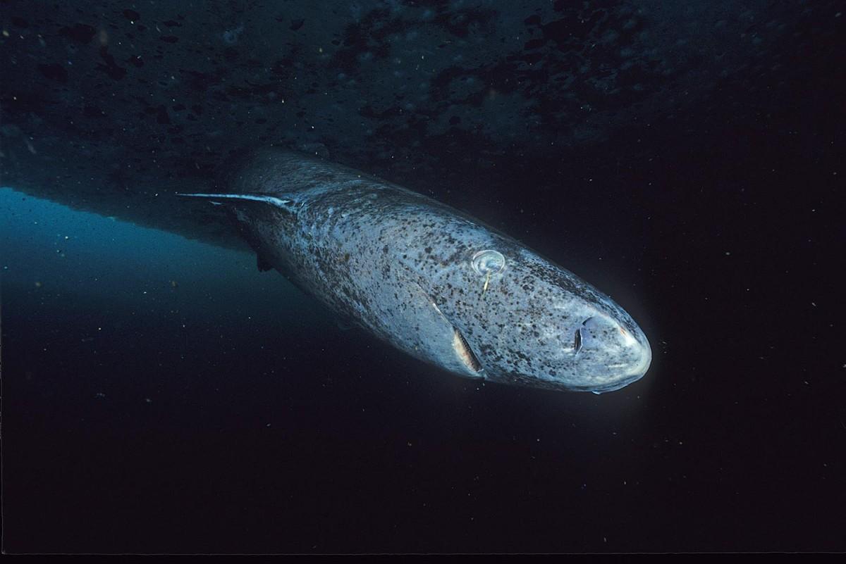 greenland shark is among the animals found in iceland