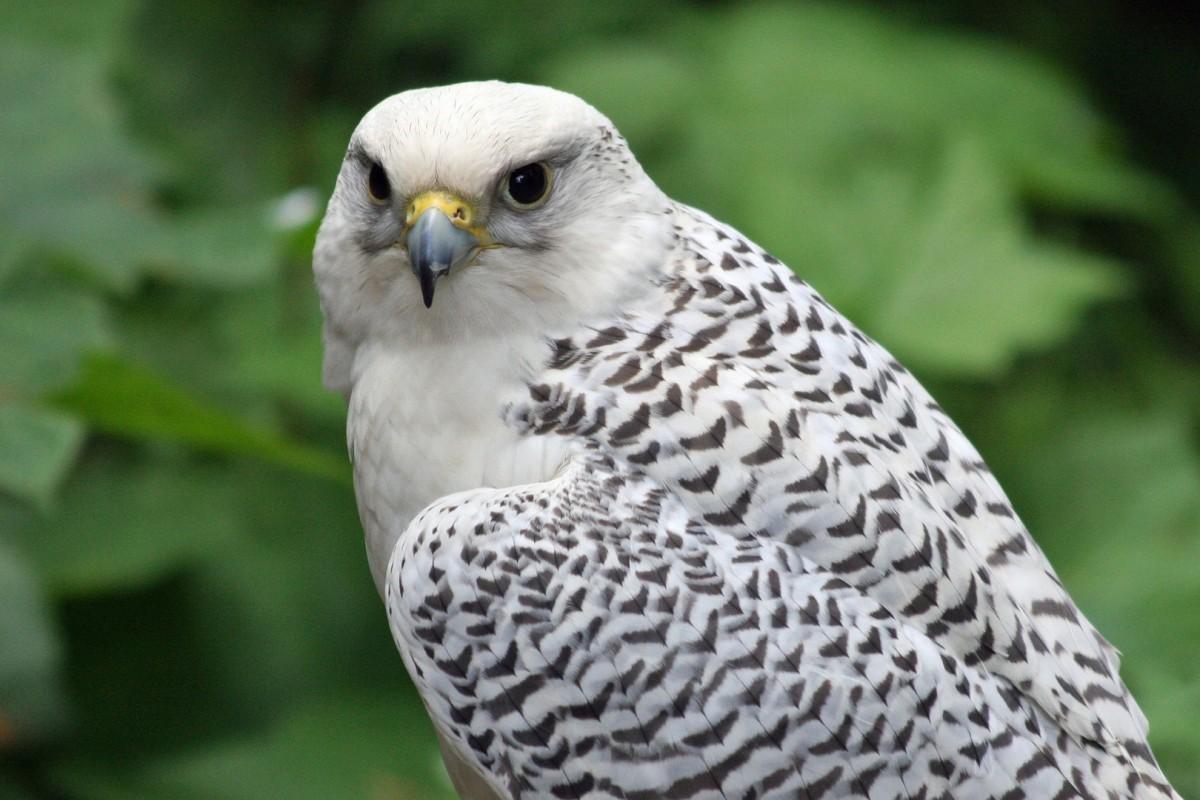 gyrfalcon is iceland national animal