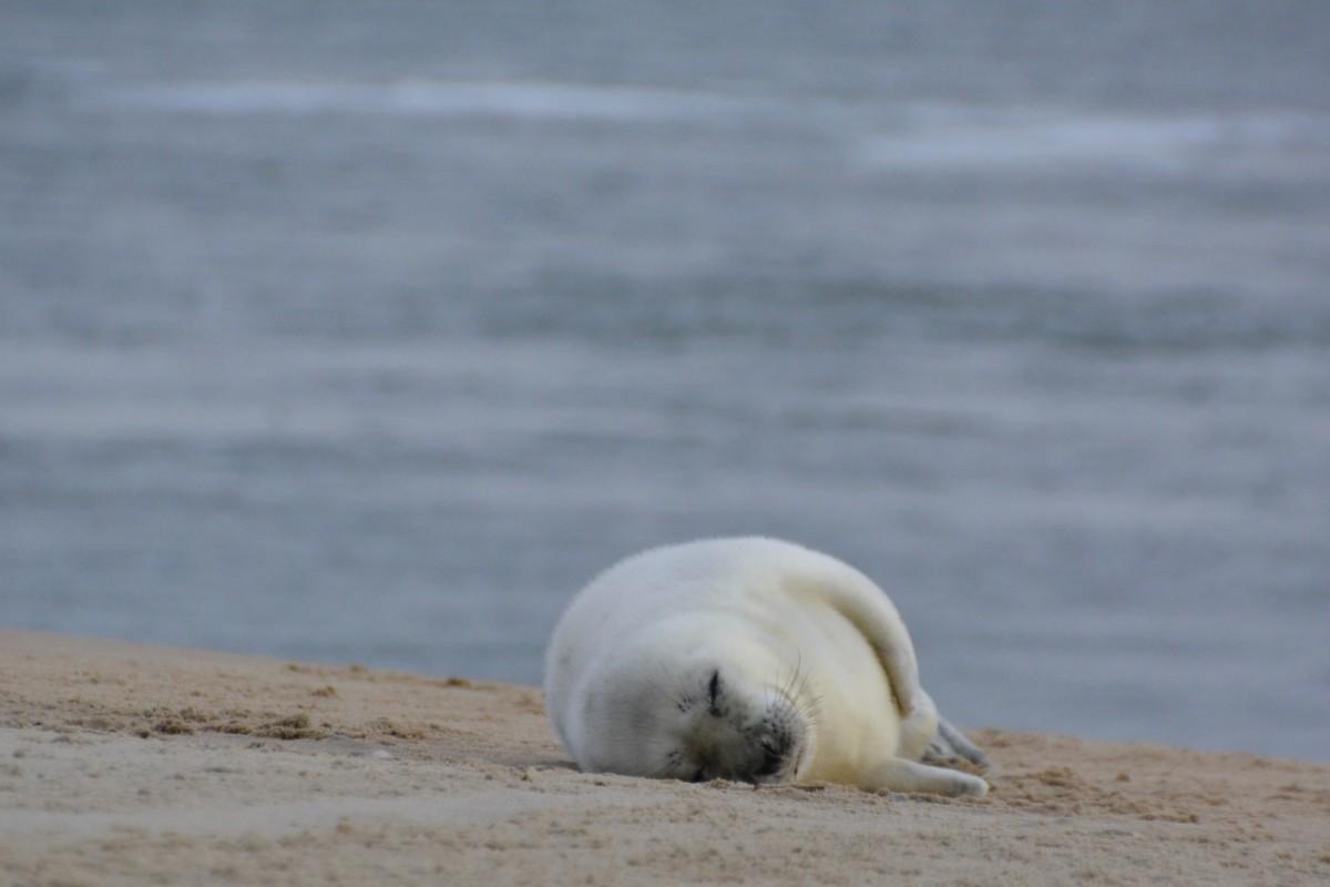 harp seal counts in the denmark animals