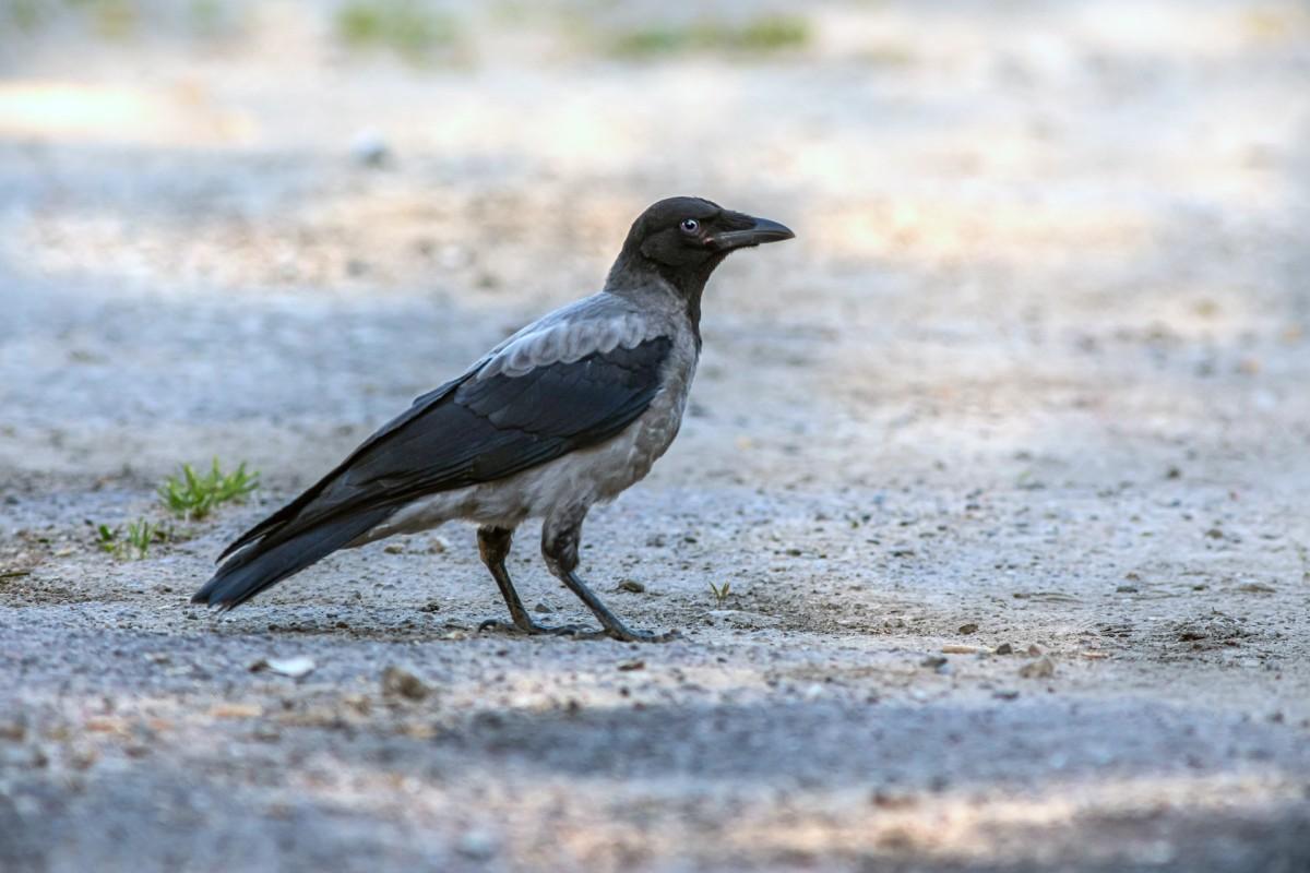 hooded crow is one of the animals scotland has on its land