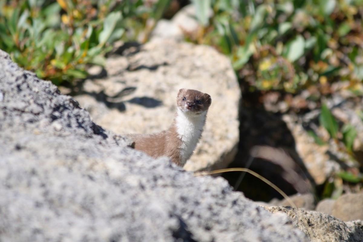 irish stoat is among the animals of northern ireland