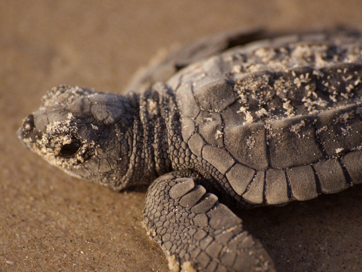kemp's ridley sea turtle is among the endangered animals uk has on its land