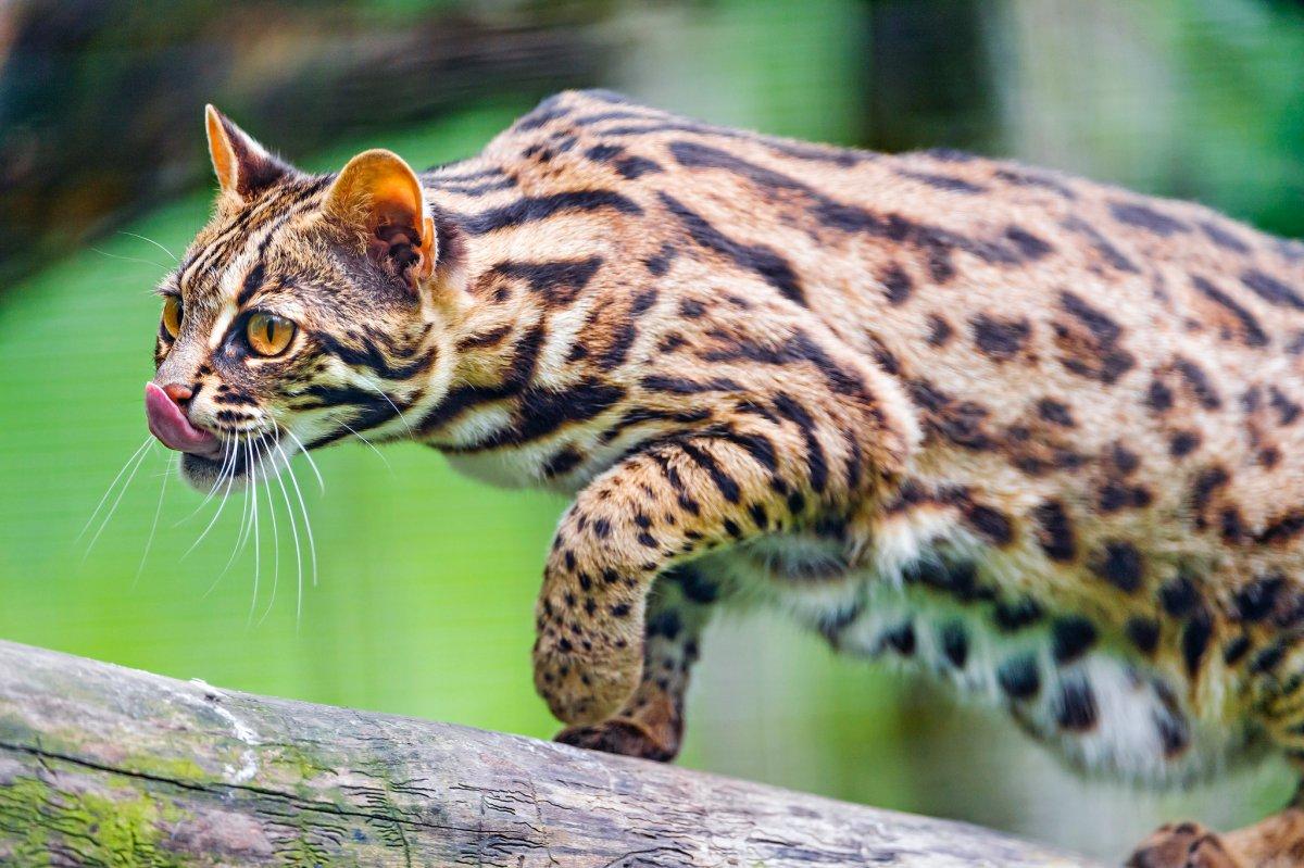 leopard cat is in the list of the russian wildlife animals