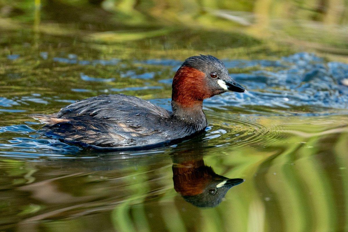 little grebe is one of the animals native to northern ireland