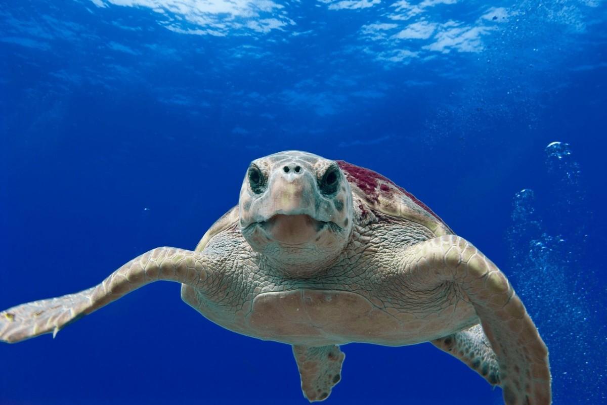 loggerhead sea turtle