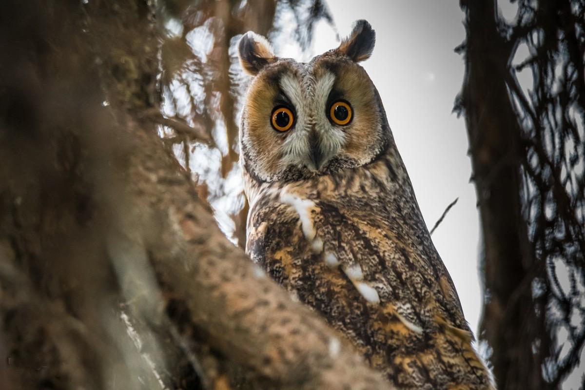 long eared owl