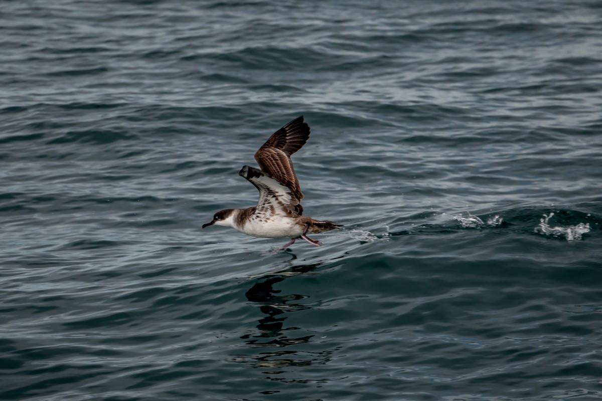 manx shearwater is part of the wildlife in scotland