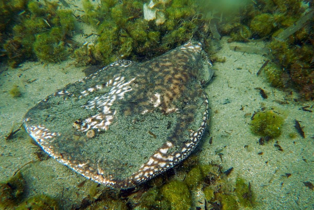 marbled electric ray