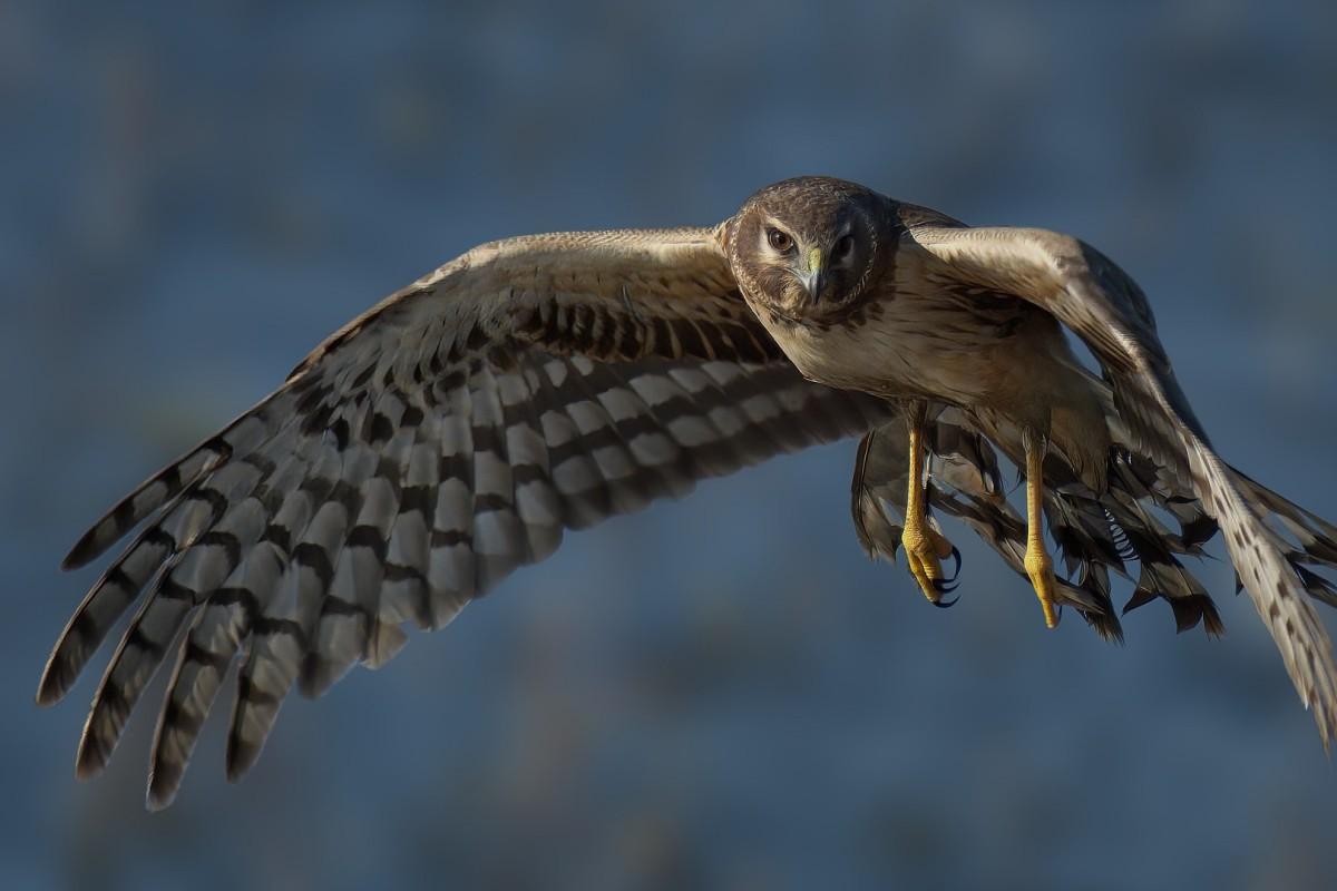 montagu's harrier