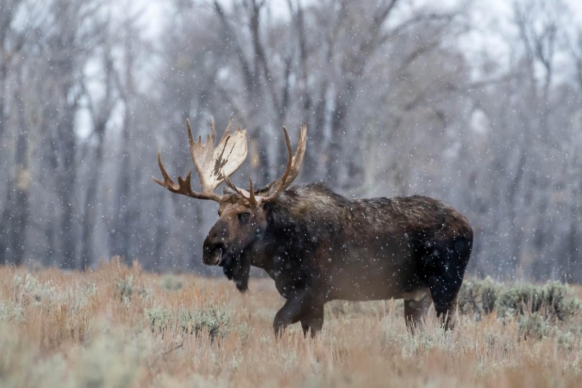 moose is one of the native animals of finland