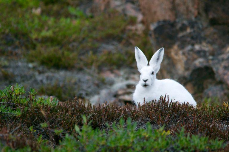 14 Wild Animals in Latvia [Wildlife in Latvia] - Kevmrc