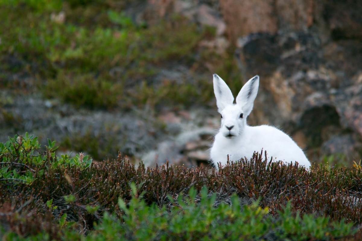 mountain hare is one of the animals that live in iceland