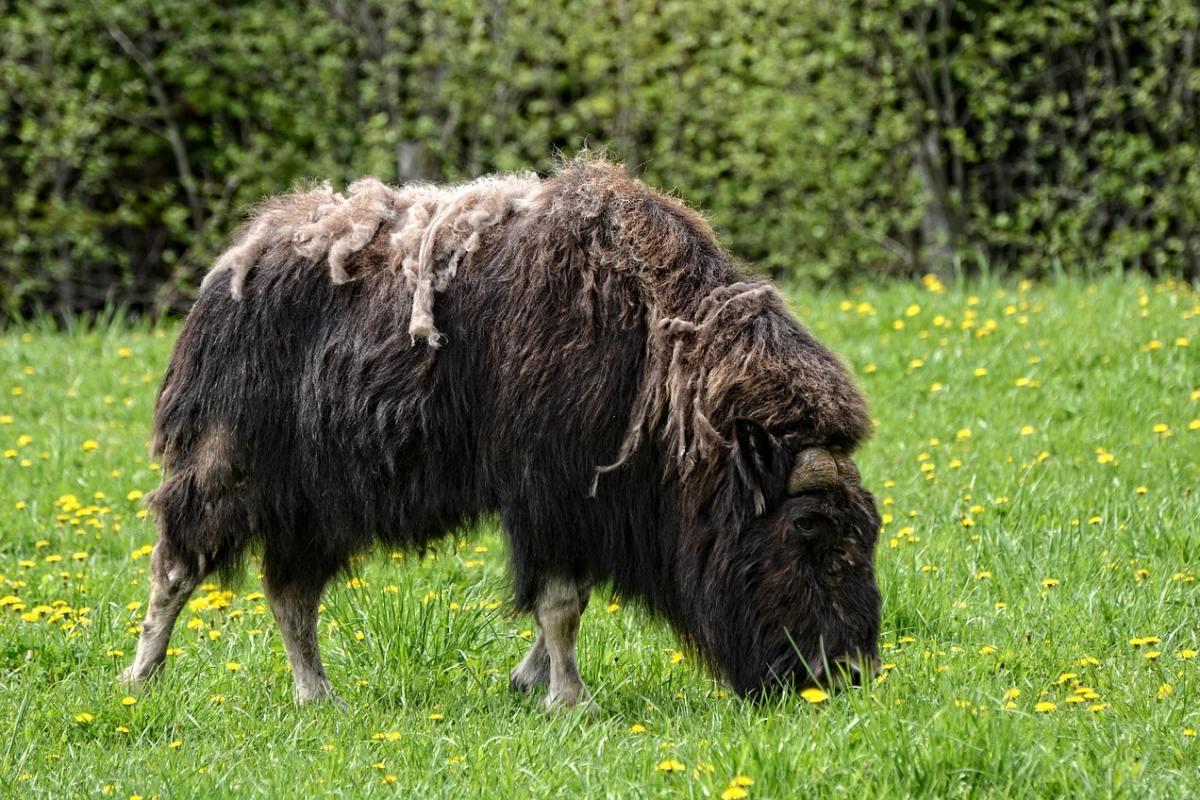 muskox is one of the animals from russia
