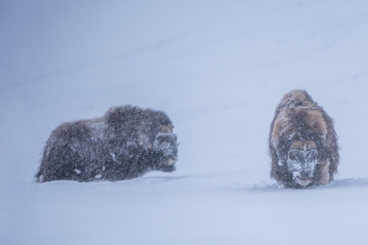 muskox is part of the norway wildlife