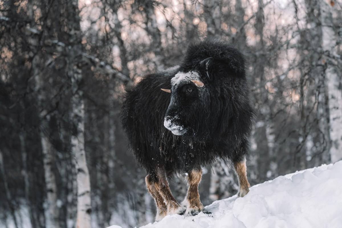 muskox