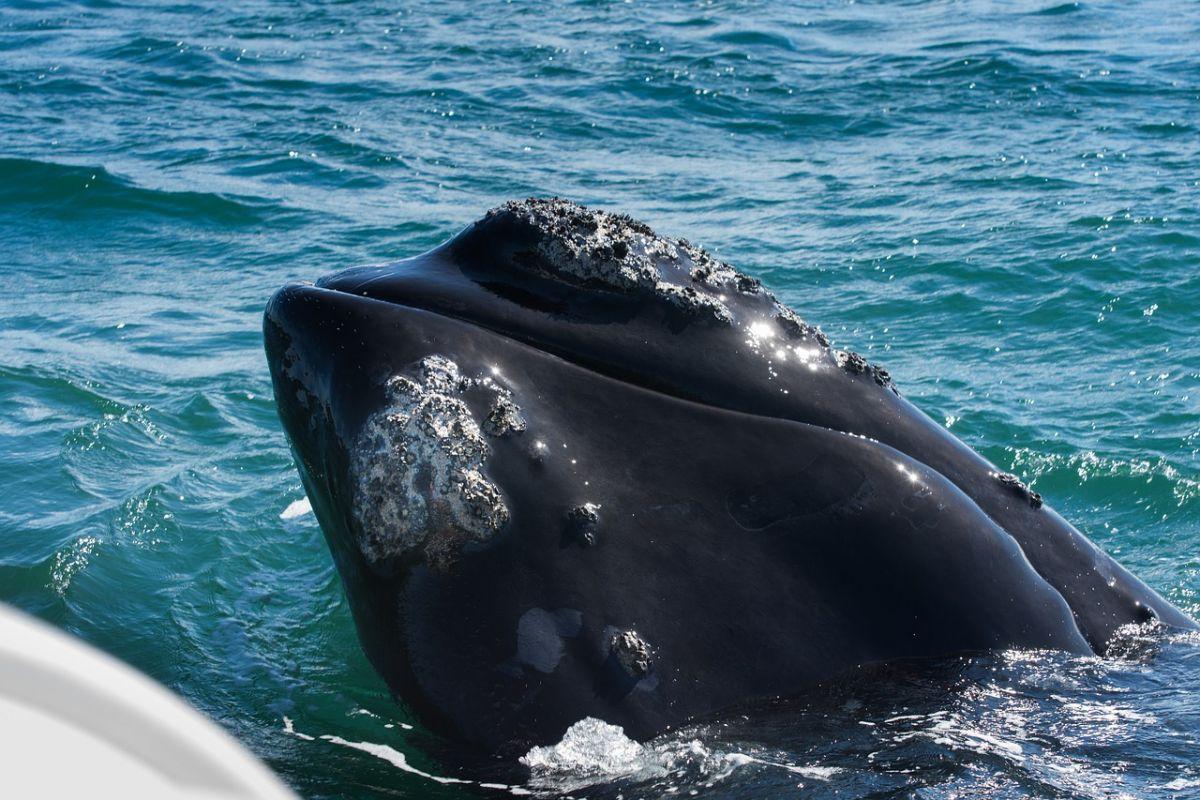 north atlantic right whale is one of the endangered animals in northern ireland