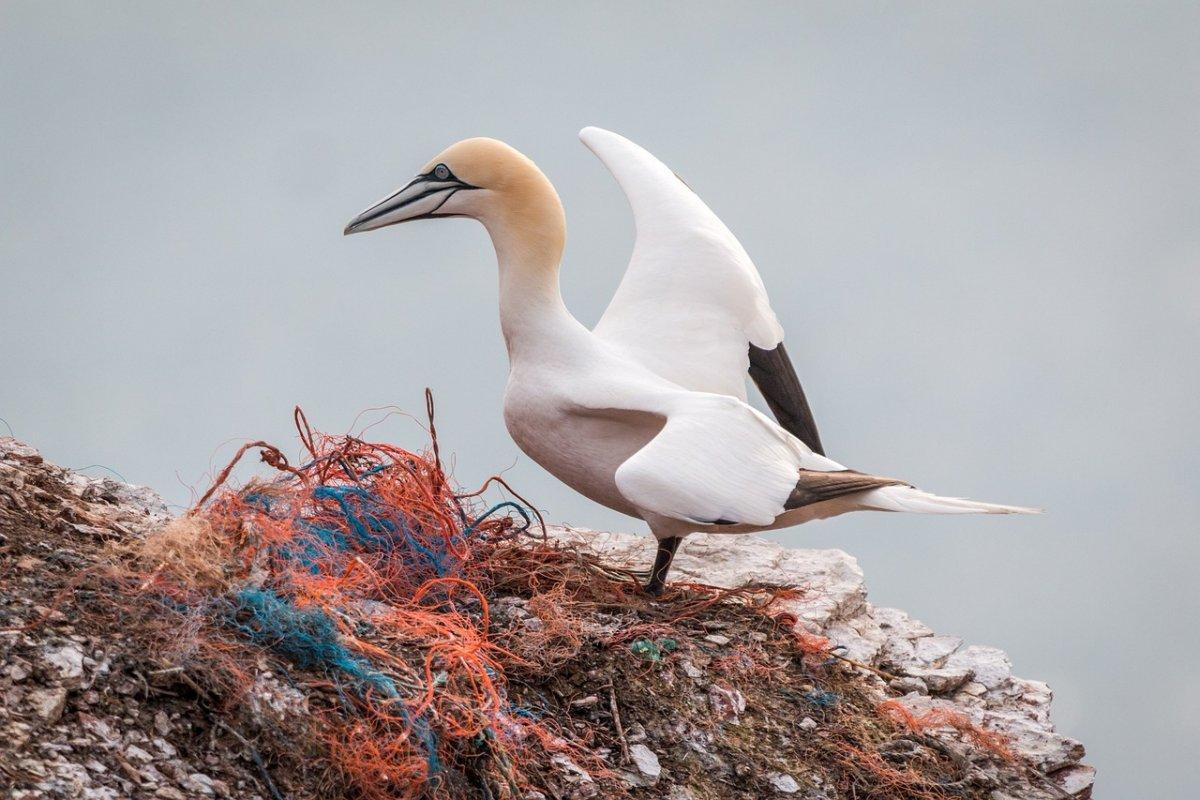 northern gannet on a rock