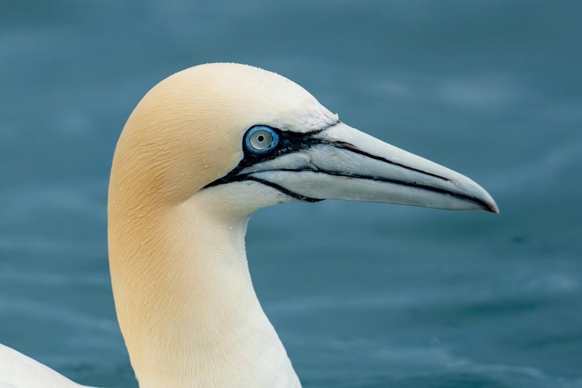 northern gannet