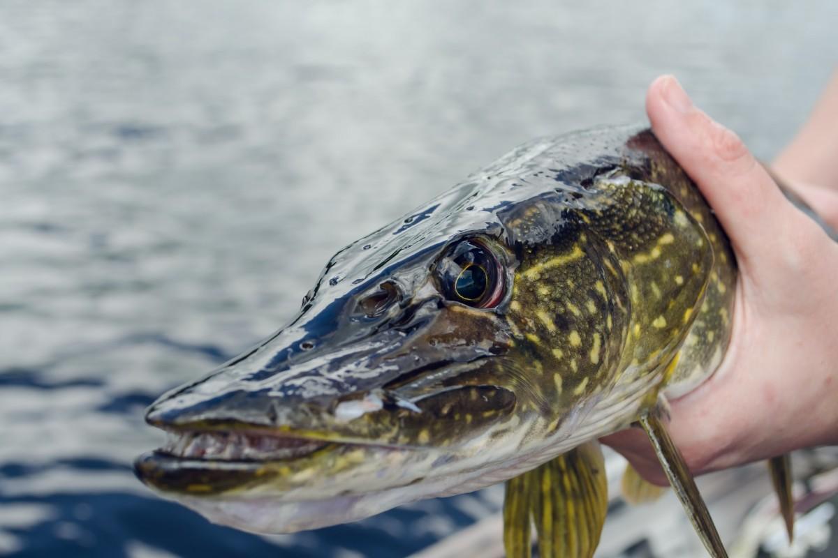 northern pike is the national animal of northern ireland