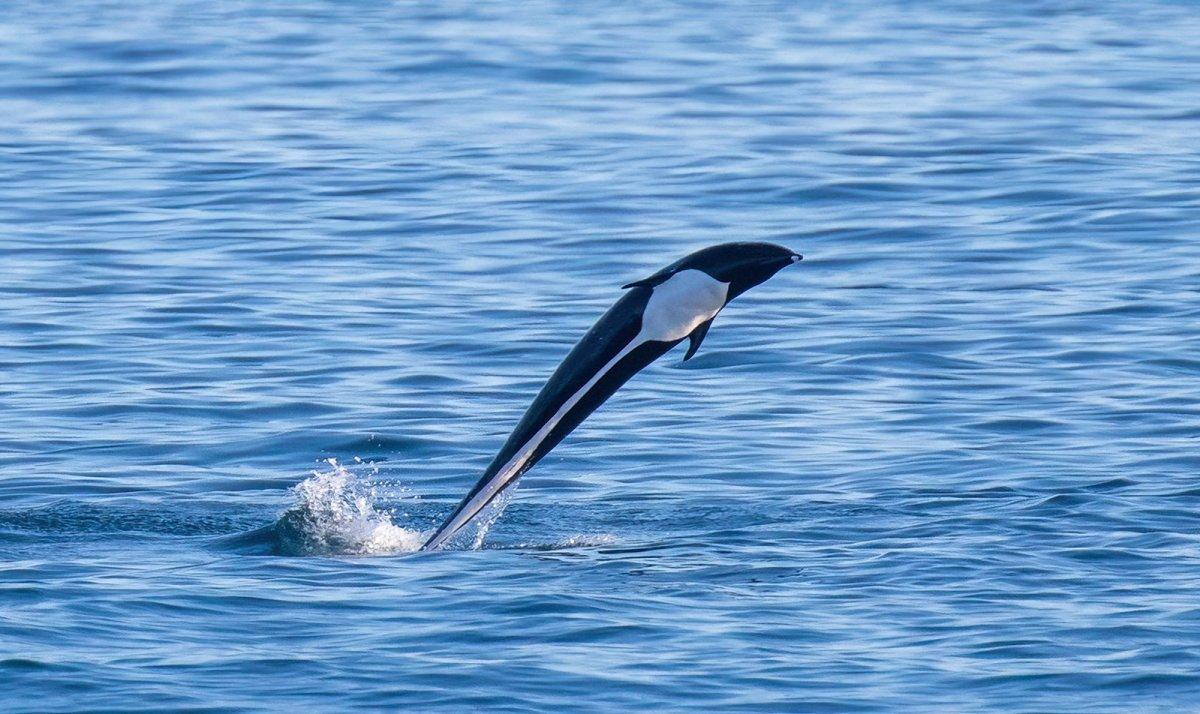 northern right whale dolphin
