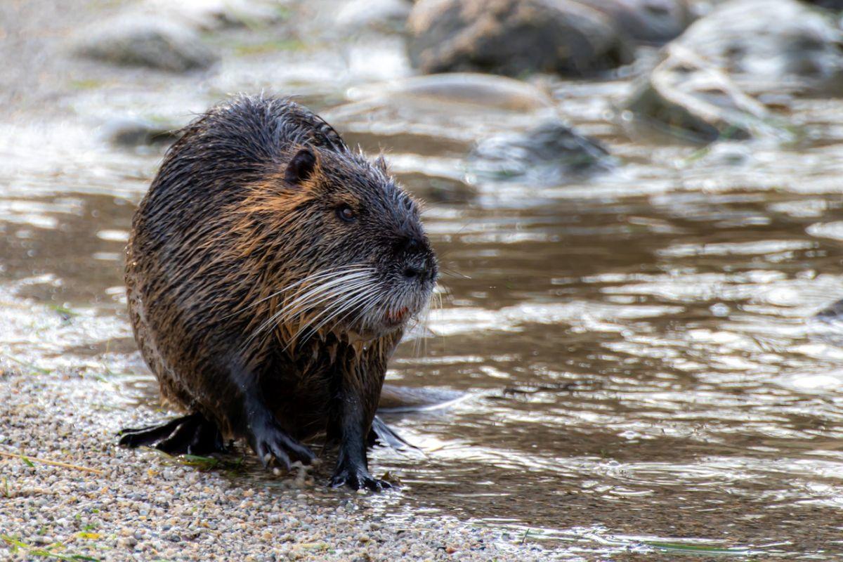 nutria is one of the animals denmark has on its land