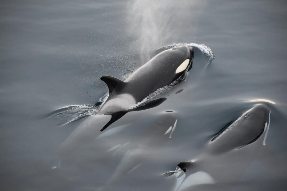 orca is in the list of the animals native to denmark