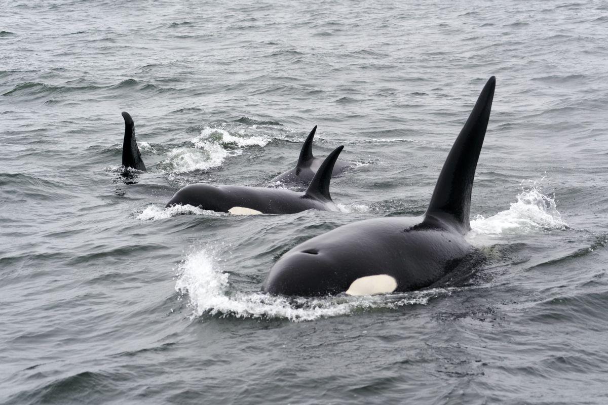 orca is among the animals that live in scotland