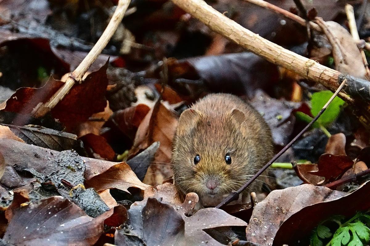 orkney vole is part of the scottish animals list