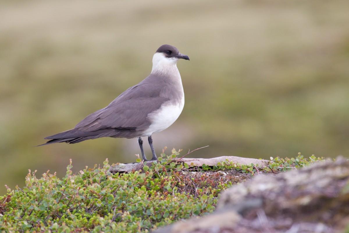 parasitic jaeger is in the iceland animals list