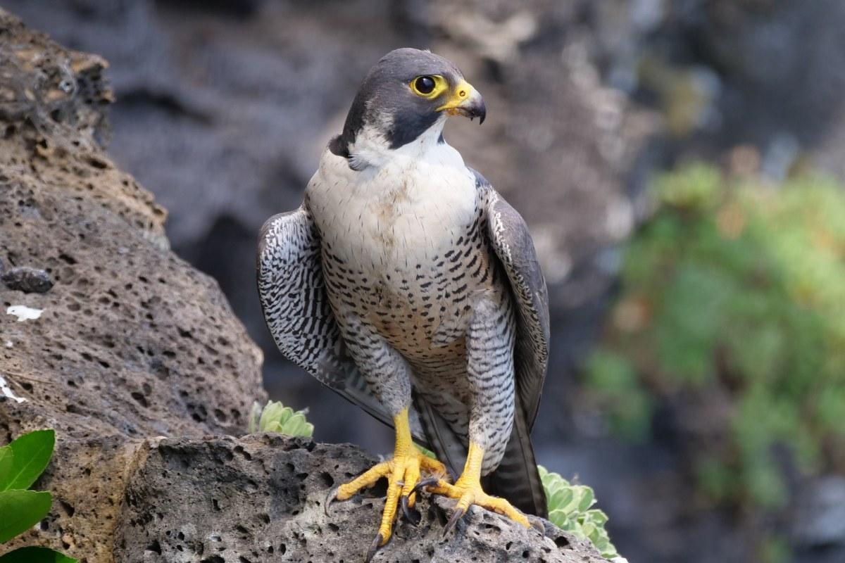 peregrine falcon is among the animals in andorra