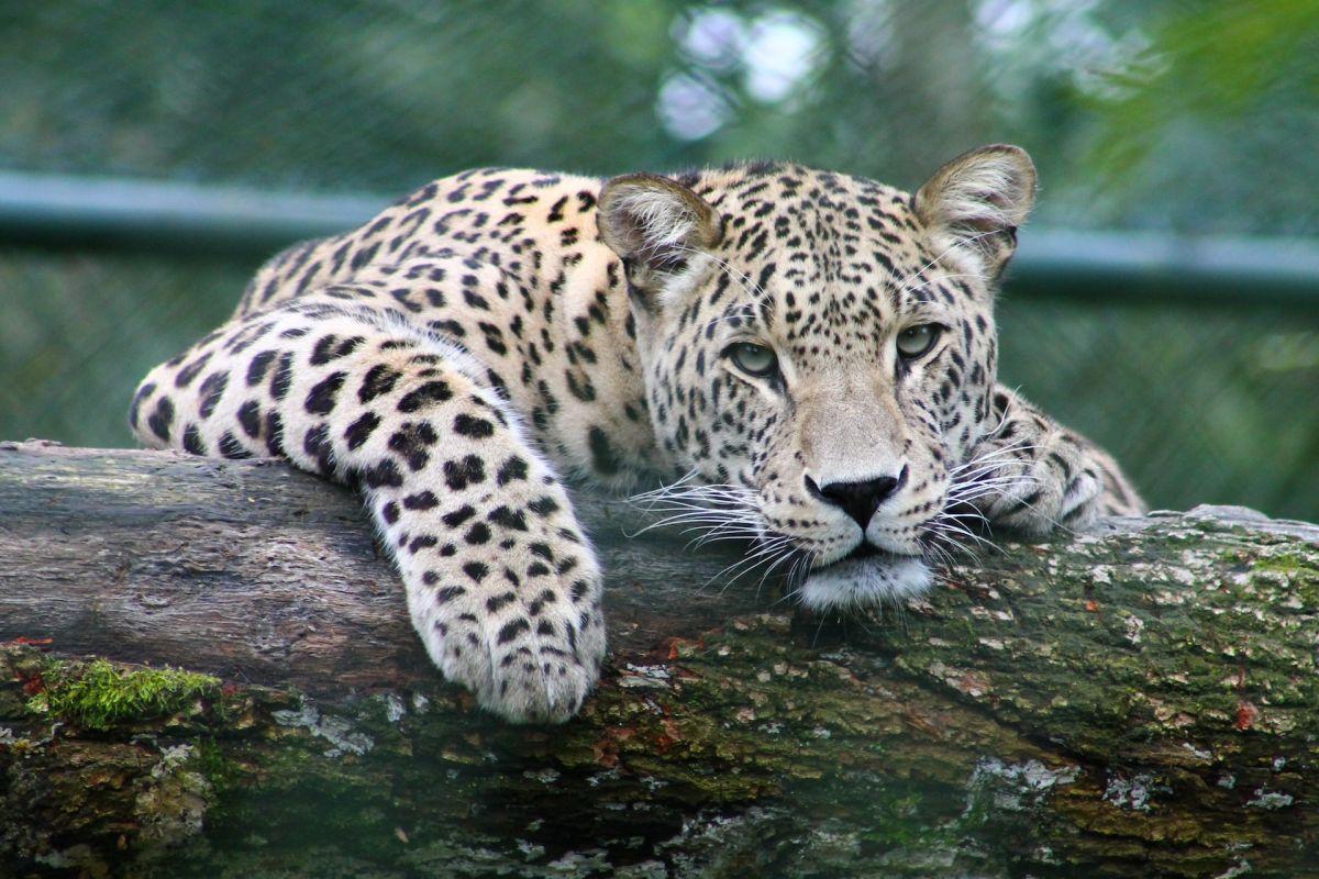 persian leopard is among the endangered species in russia