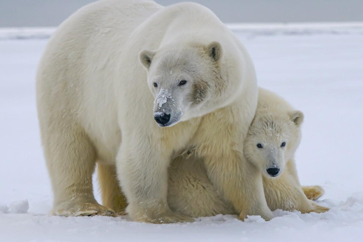 polar bear is among the animals native to russia