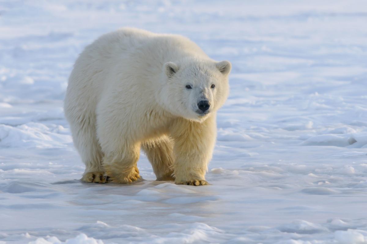 polar bear is one of the animals native to norway