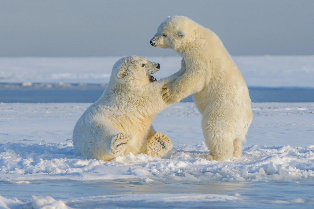 polar bear is part of the wildlife in siberia