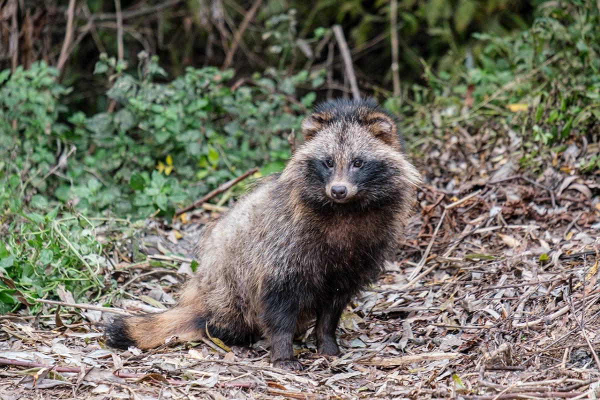 raccoon dog is among the animals from denmark