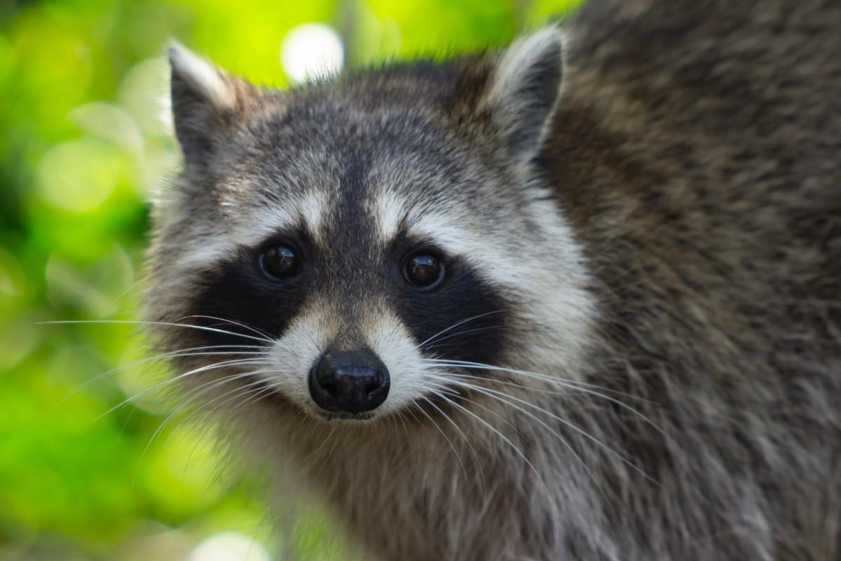 raccoon is in the native animals of denmark