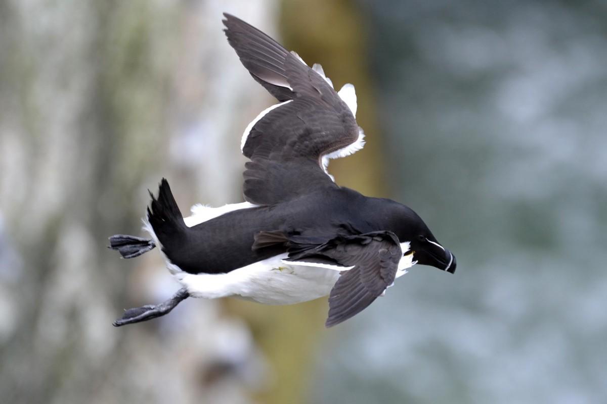 razorbill is in the native icelandic animals