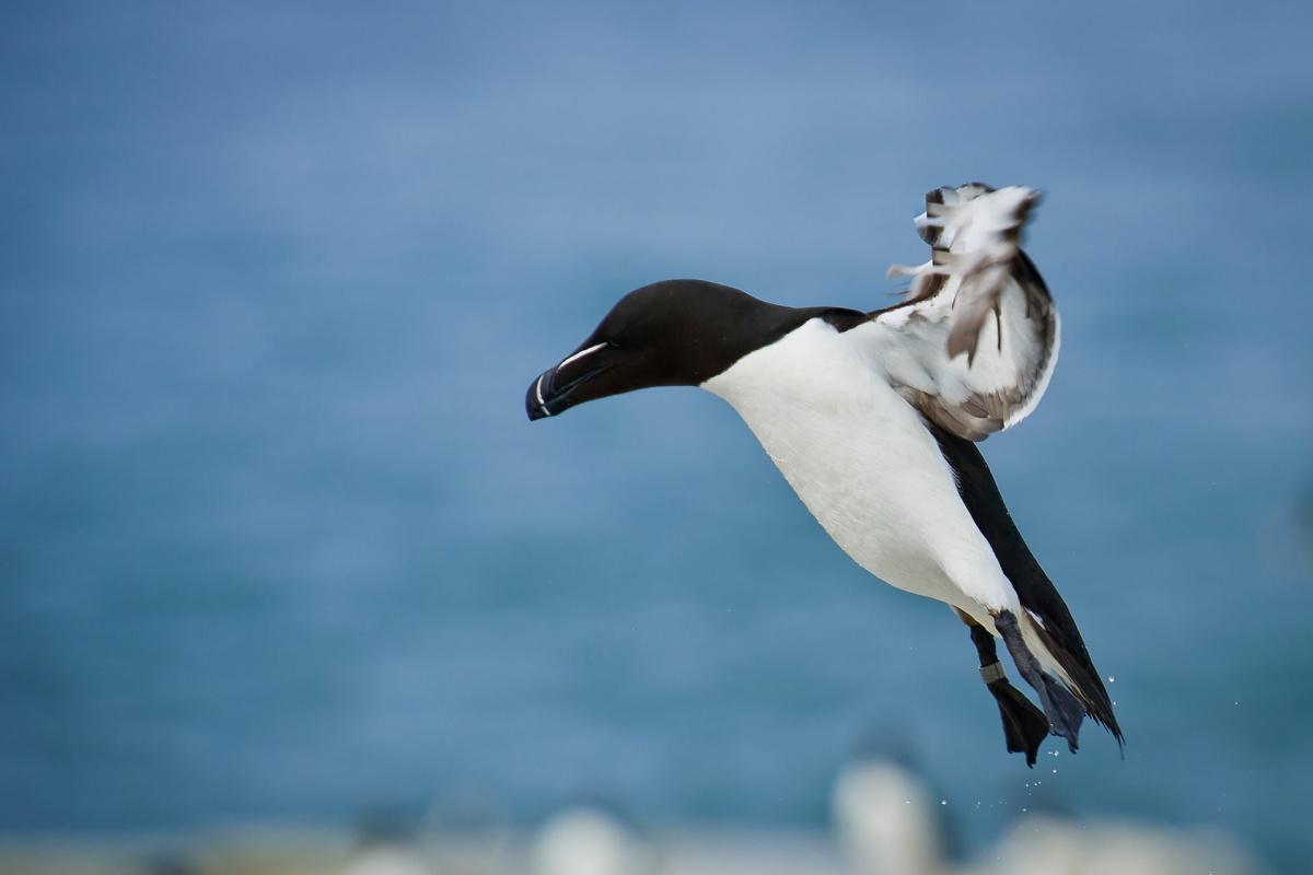 razorbill is one of the wild animals sweden has on its land