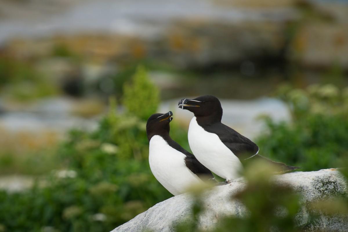 razorbill