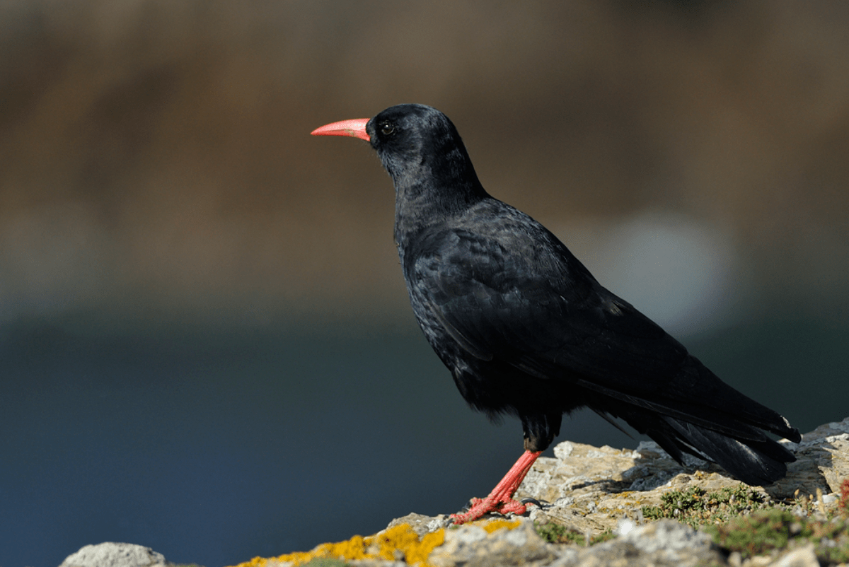 red billed chough is part of the wildlife in wales
