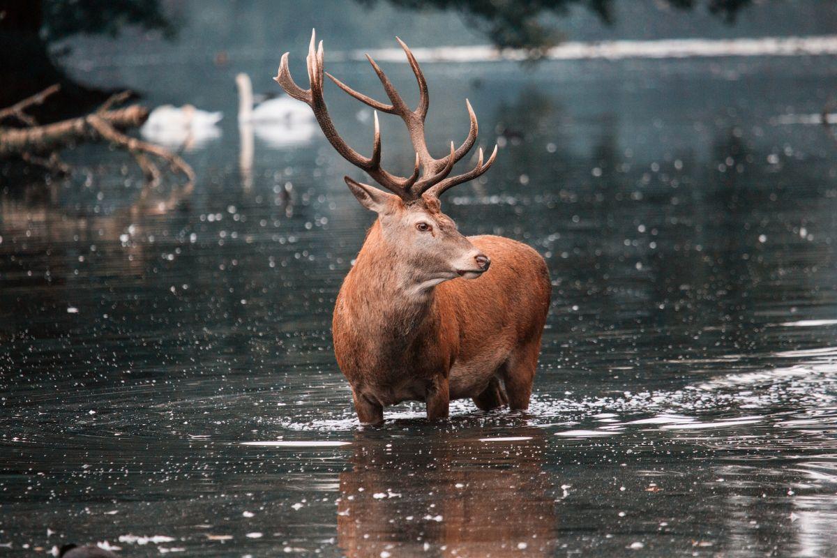 red deer is one of the native animals of sweden