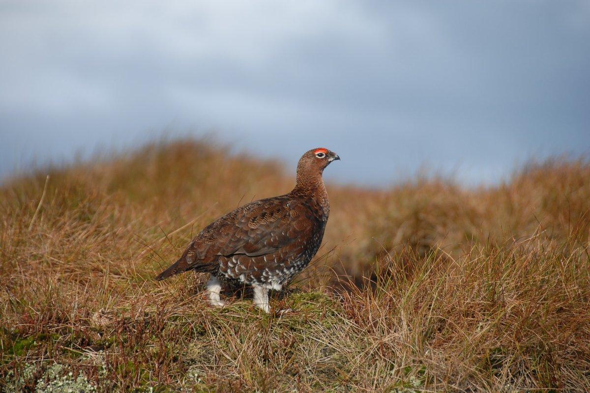 red grouse is among the animals native to wales