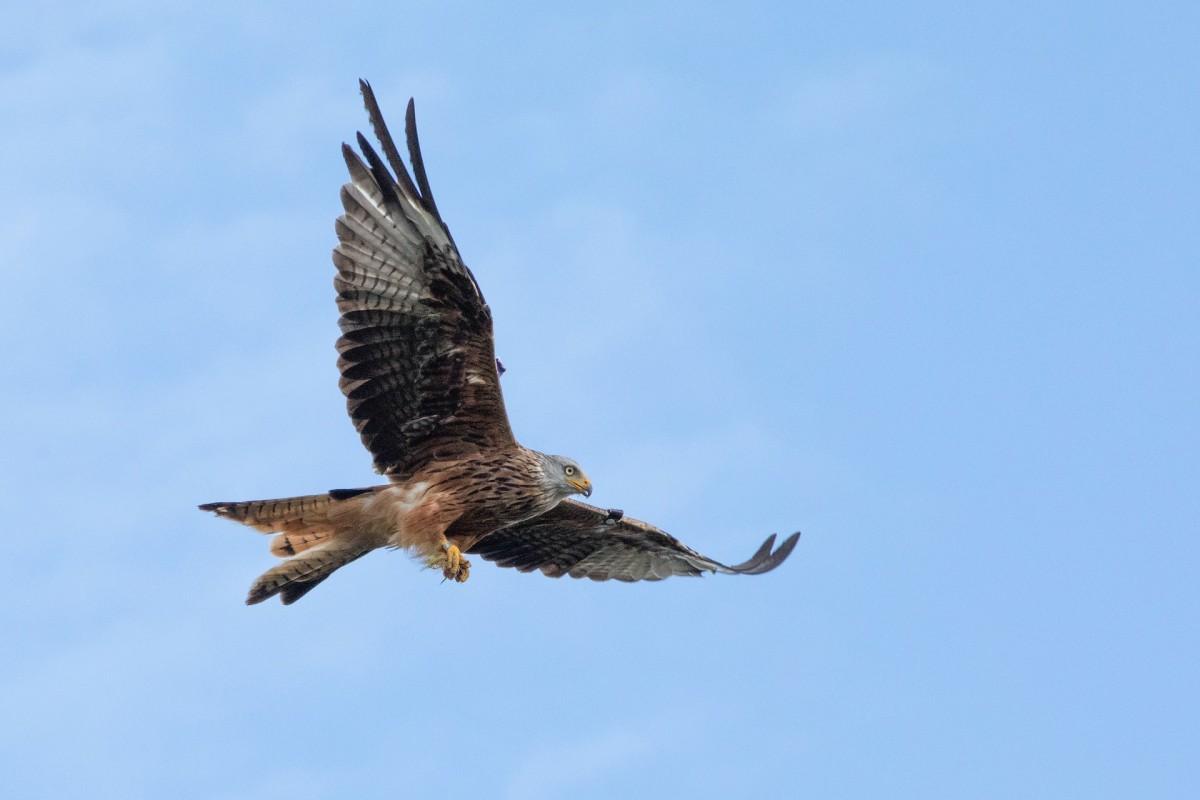 red kite