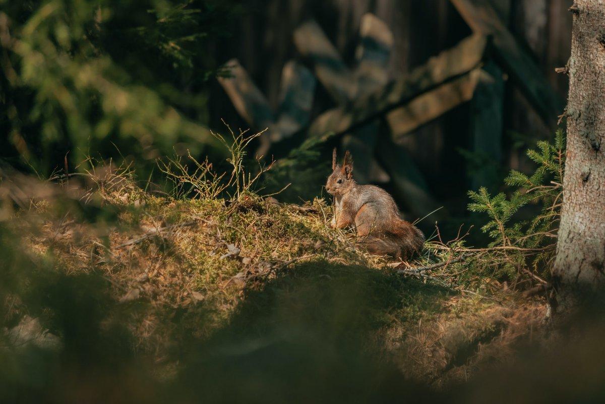 red squirrel is among the animals native to sweden