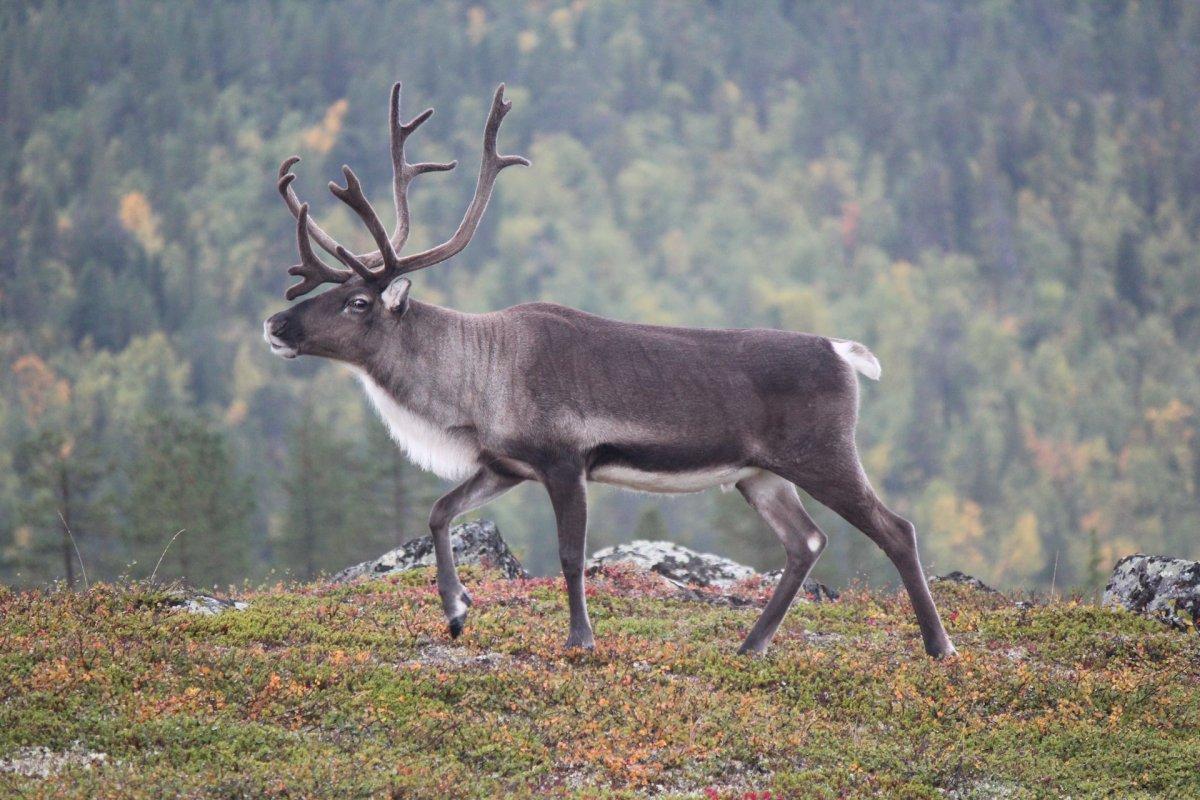 reindeer is among the endangered animals in finland
