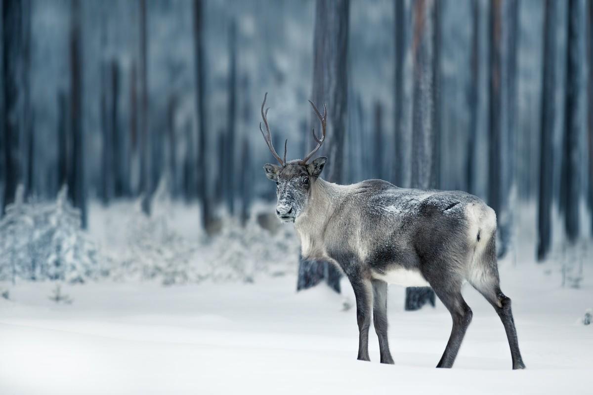 reindeer is one of the animals in siberia