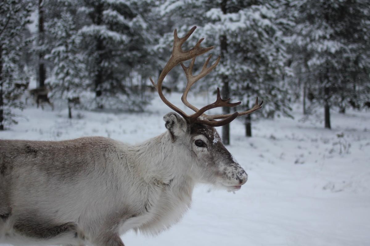 reindeer is in the list of the endangered species in iceland